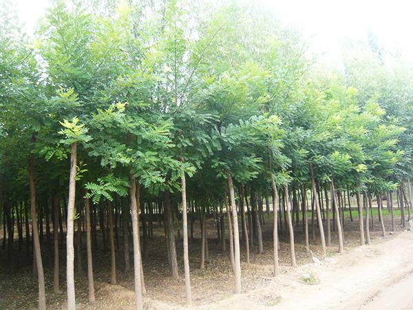 东光物华苗木种植专业合作社